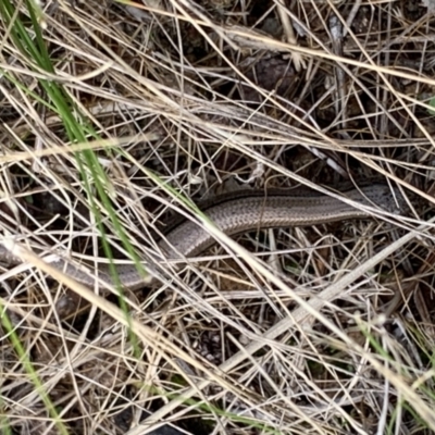 Hemiergis talbingoensis (Three-toed Skink) at Stromlo, ACT - 4 Mar 2022 by Dayrob