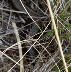 Hemiergis talbingoensis at Stromlo, ACT - 4 Mar 2022 06:15 PM