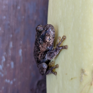 Litoria peronii at Watson, ACT - suppressed