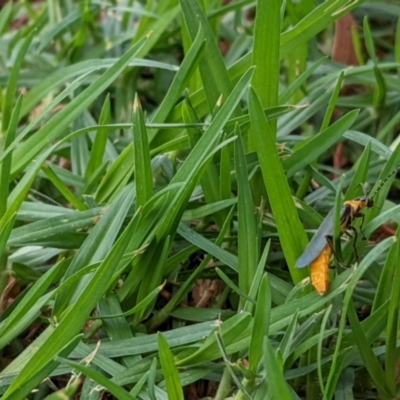 Chauliognathus lugubris (Plague Soldier Beetle) at Parkes, ACT - 6 Mar 2022 by AniseStar