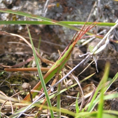 Acrida conica (Giant green slantface) at Mount Taylor - 5 Mar 2022 by MatthewFrawley