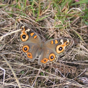 Junonia villida at Kambah, ACT - 6 Mar 2022 10:17 AM