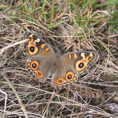 Junonia villida (Meadow Argus) at Mount Taylor - 5 Mar 2022 by MatthewFrawley