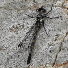 Cordulephya pygmaea (Common Shutwing) at Tidbinbilla Nature Reserve - 6 Mar 2022 by JohnBundock