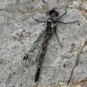 Cordulephya pygmaea at Tidbinbilla Nature Reserve - 6 Mar 2022