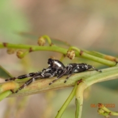 Sandalodes scopifer (White-spotted Sandalodes) at Googong Foreshore - 6 Mar 2022 by Ozflyfisher