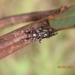 Sandalodes scopifer at Googong, NSW - 6 Mar 2022