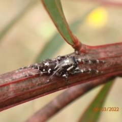 Sandalodes scopifer at Googong, NSW - 6 Mar 2022