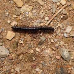 Paradoxosomatidae sp. (family) (Millipede) at Googong Reservoir - 6 Mar 2022 by Ozflyfisher