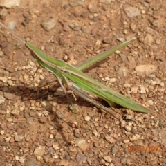Acrida conica (Giant green slantface) at Googong, NSW - 6 Mar 2022 by FeralGhostbat