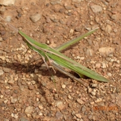 Acrida conica (Giant green slantface) at Googong Reservoir - 6 Mar 2022 by Ozflyfisher