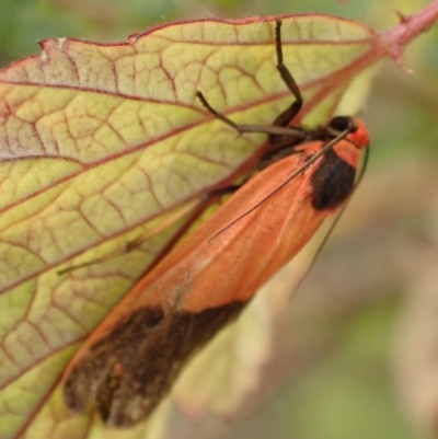 Scoliacma bicolora (Red Footman) at Googong Reservoir - 6 Mar 2022 by Ozflyfisher