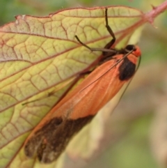Scoliacma bicolora (Red Footman) at Googong Foreshore - 6 Mar 2022 by Ozflyfisher