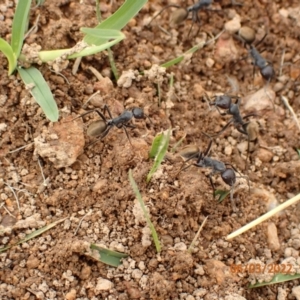 Camponotus suffusus at Googong, NSW - 6 Mar 2022