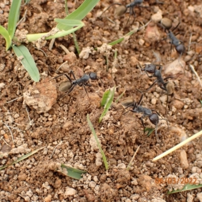 Camponotus suffusus (Golden-tailed sugar ant) at QPRC LGA - 6 Mar 2022 by Ozflyfisher