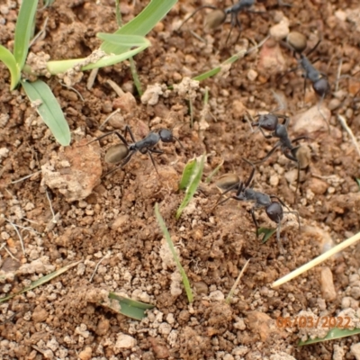 Camponotus suffusus (Golden-tailed sugar ant) at Googong Reservoir - 6 Mar 2022 by Ozflyfisher