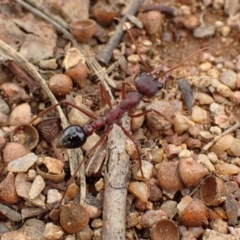 Myrmecia simillima (A Bull Ant) at QPRC LGA - 6 Mar 2022 by Ozflyfisher