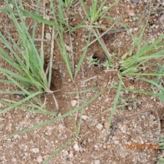 Myrmecia simillima at Googong, NSW - 6 Mar 2022