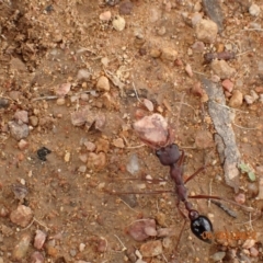 Myrmecia simillima at Googong, NSW - 6 Mar 2022 01:34 PM