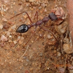 Myrmecia simillima at Googong, NSW - 6 Mar 2022