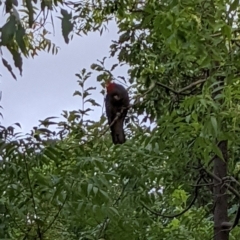 Callocephalon fimbriatum (Gang-gang Cockatoo) at Watson Green Space - 6 Mar 2022 by AniseStar