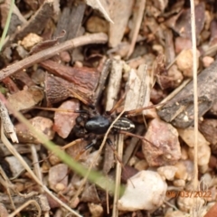 Zodariidae (family) (Unidentified Ant spider or Spotted ground spider) at Googong Reservoir - 6 Mar 2022 by Bugologist