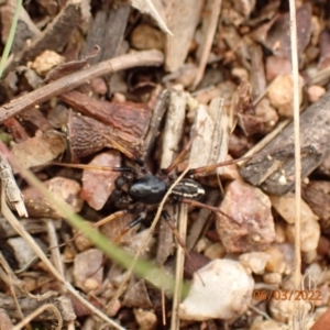 Zodariidae (family) at Googong, NSW - 6 Mar 2022 01:36 PM