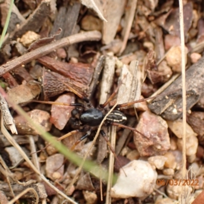 Zodariidae (family) (Ant spider or Spotted ground spider) at Googong, NSW - 6 Mar 2022 by FeralGhostbat