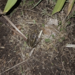 Limnodynastes peronii at Goombungee, QLD - 28 Feb 2022 by sonyam