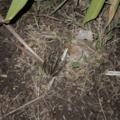 Unidentified Frog (TBC) at Goombungee, QLD - 28 Feb 2022 by sonyam