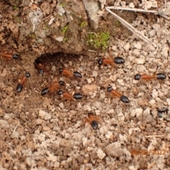 Camponotus consobrinus (Banded sugar ant) at QPRC LGA - 6 Mar 2022 by Ozflyfisher