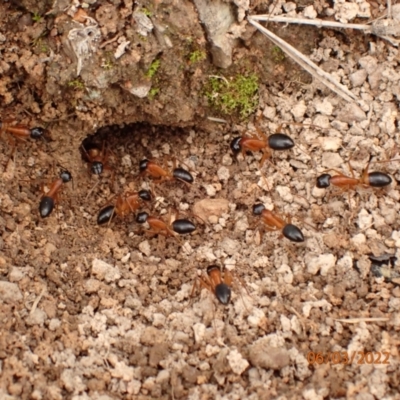 Camponotus consobrinus (Banded sugar ant) at Googong, NSW - 6 Mar 2022 by Ozflyfisher