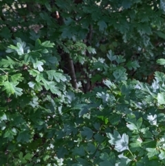 Crataegus monogyna (Hawthorn) at Watson Green Space - 6 Mar 2022 by AniseStar