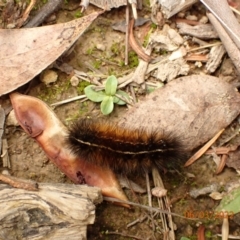 Ardices (genus) (Tiger moth (formerly Spilosoma)) at Googong Reservoir - 6 Mar 2022 by Ozflyfisher