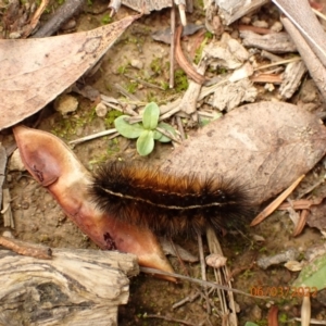 Ardices (genus) at Googong, NSW - 6 Mar 2022 02:30 PM