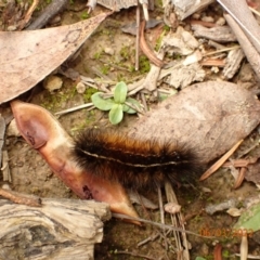 Spilosoma (genus) (Tiger moth caterpillar) at Googong, NSW - 6 Mar 2022 by Ozflyfisher