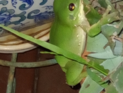 Litoria caerulea (Green Tree Frog) at Goombungee, QLD - 30 Jan 2022 by sonyam