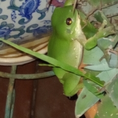 Litoria caerulea (Green Tree Frog) at Goombungee, QLD - 30 Jan 2022 by sonyam