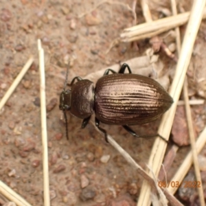 Adelium brevicorne at Googong, NSW - 6 Mar 2022