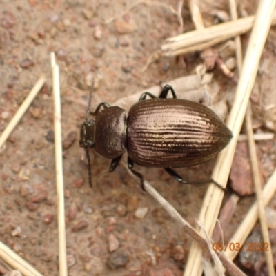 Adelium brevicorne (Bronzed field beetle) at Googong Foreshore - 6 Mar 2022 by Ozflyfisher