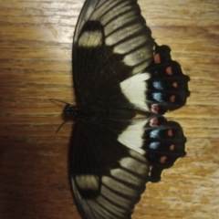 Papilio aegeus (Orchard Swallowtail, Large Citrus Butterfly) at Goombungee, QLD - 13 Jan 2022 by sonyam