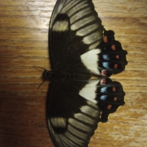 Papilio aegeus at Goombungee, QLD - 13 Jan 2022