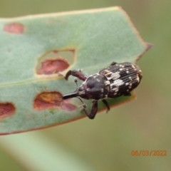 Neolaemosaccus sp. (genus) (A weevil) at Googong, NSW - 6 Mar 2022 by FeralGhostbat
