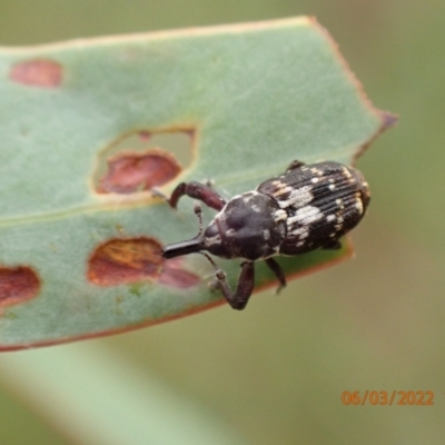 Neolaemosaccus sp. (genus) (A weevil) at Googong, NSW - 6 Mar 2022 by FeralGhostbat