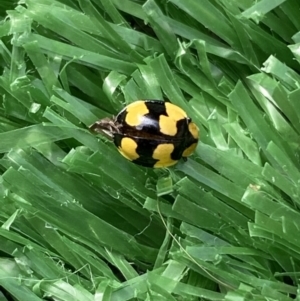 Illeis galbula at Jerrabomberra, NSW - 6 Mar 2022