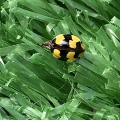 Illeis galbula at Jerrabomberra, NSW - suppressed