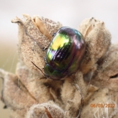 Callidemum hypochalceum (Hop-bush leaf beetle) at Googong Reservoir - 6 Mar 2022 by Ozflyfisher