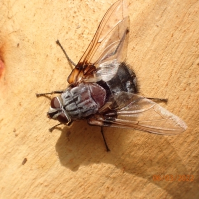 Rutilia sp. (genus) (A Rutilia bristle fly, subgenus unknown) at QPRC LGA - 6 Mar 2022 by FeralGhostbat