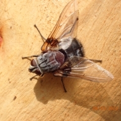 Unidentified Bristle Fly (Tachinidae) (TBC) at Googong, NSW - 6 Mar 2022 by Ozflyfisher
