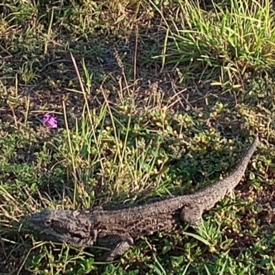 Pogona barbata at Goombungee, QLD - 1 Mar 2022 by sonyam